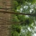 国槐8~10cm6~8cm1~2米