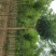 国槐8~10cm6~8cm1~2米
