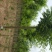 国槐8~10cm6~8cm1~2米