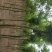 国槐8~10cm6~8cm1~2米