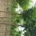 国槐8~10cm6~8cm1~2米