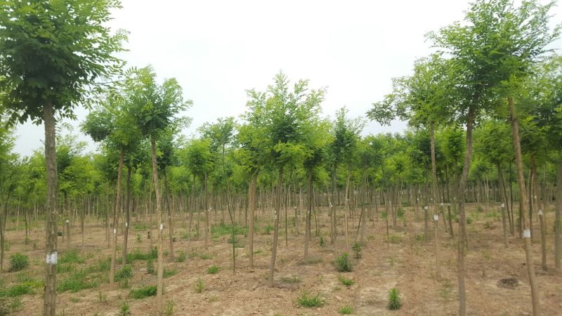国槐8~10cm6~8cm1~2米