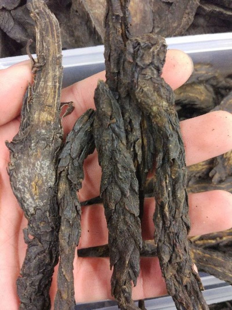 肉苁蓉正品大芸正品肉苁蓉专业批发中药