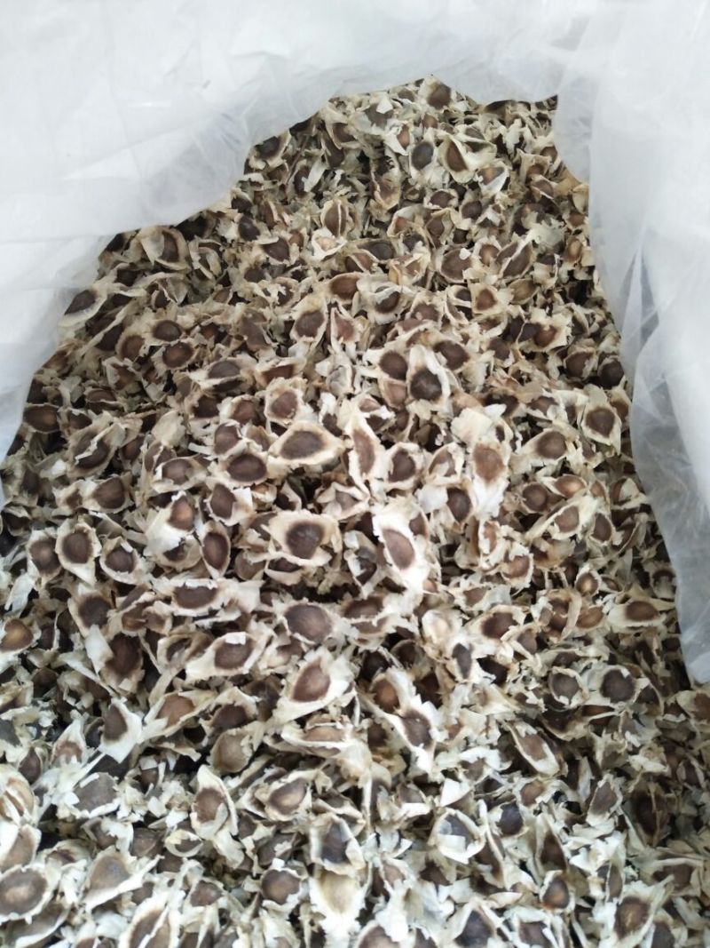 辣木籽pkm1辣木种子出芽率99%