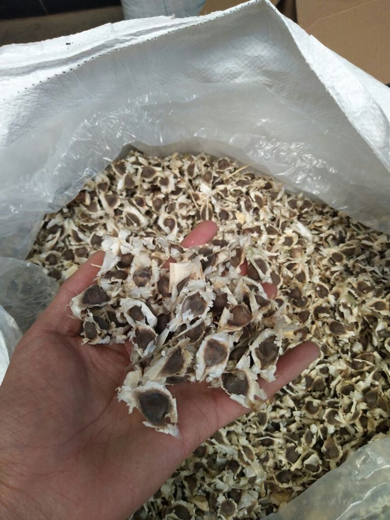 辣木籽pkm1辣木种子出芽率99%