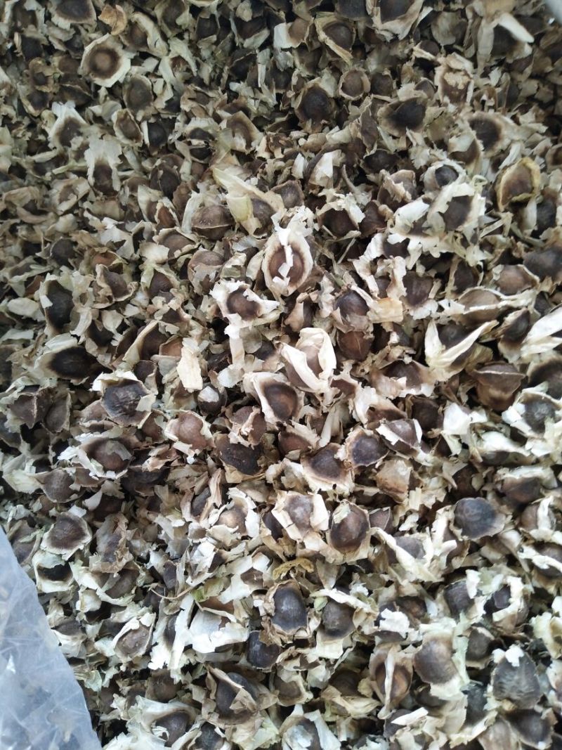辣木籽pkm1辣木种子出芽率99%