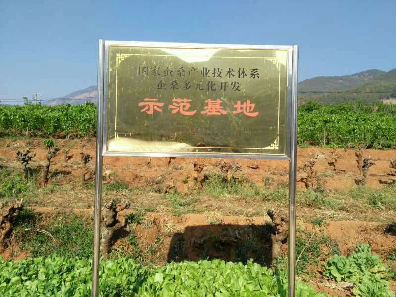桑葚干