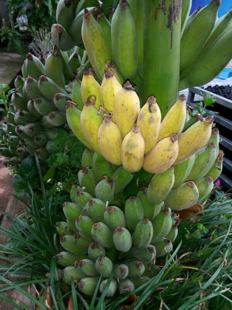 芭蕉七成熟