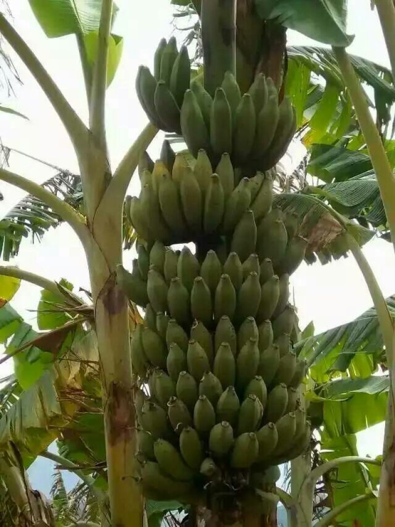 芭蕉七成熟