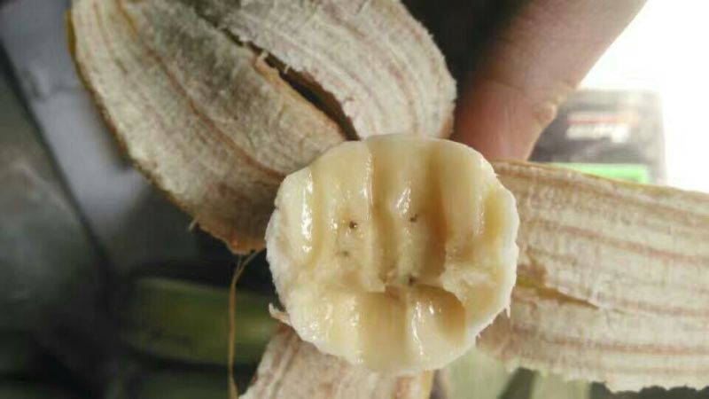 芭蕉七成熟