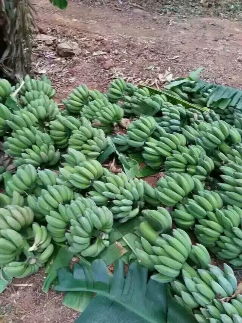 芭蕉七成熟