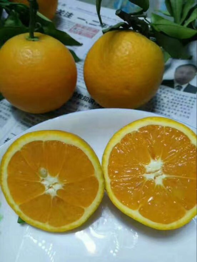 夏橙，秭归夏橙，橙子，地头看货，产地合作社代办