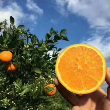 夏橙，秭归夏橙，橙子，地头看货，产地合作社代办