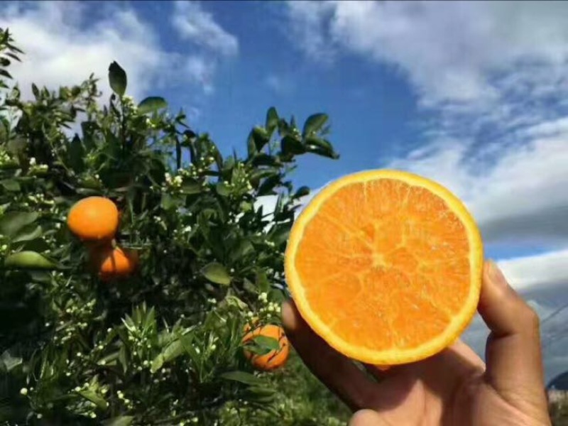夏橙，秭归夏橙，橙子，地头看货，产地合作社代办