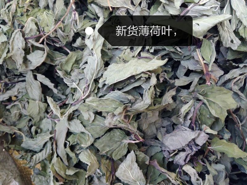 薄荷叶统