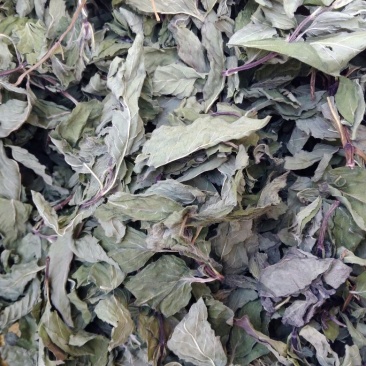 薄荷叶统
