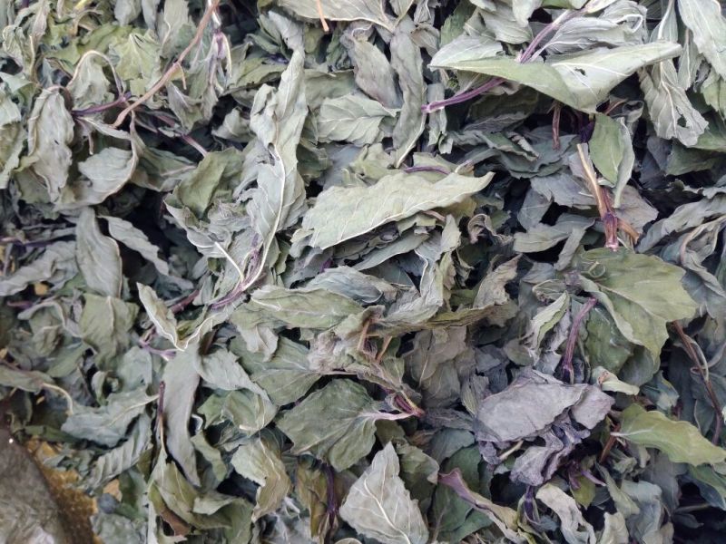 薄荷叶统