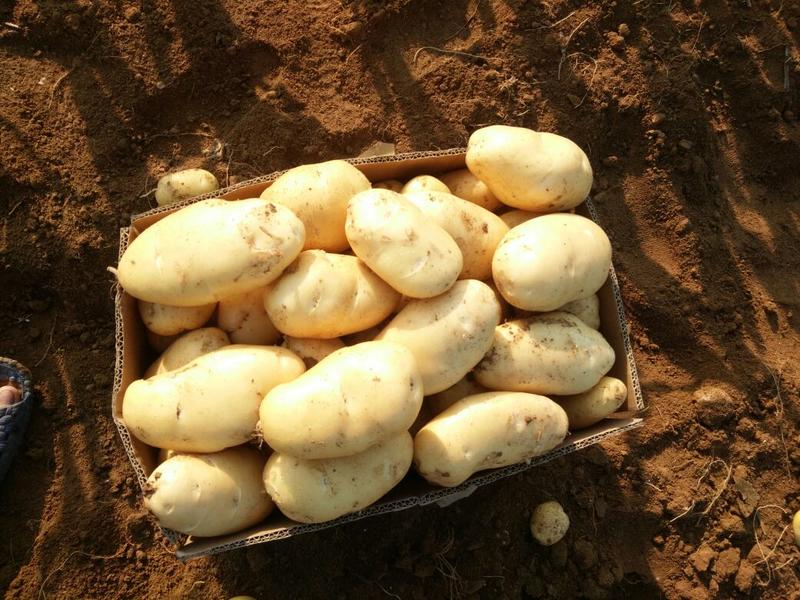 鲜土豆荷兰十五土豆三模土豆大量上市中，有需要的联系我，