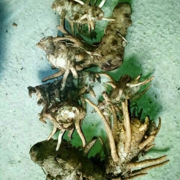 野生天麻一级