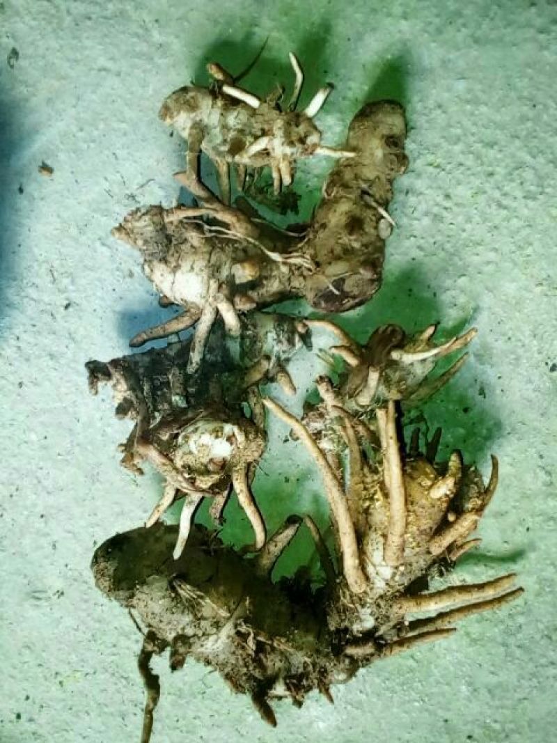 野生天麻一级