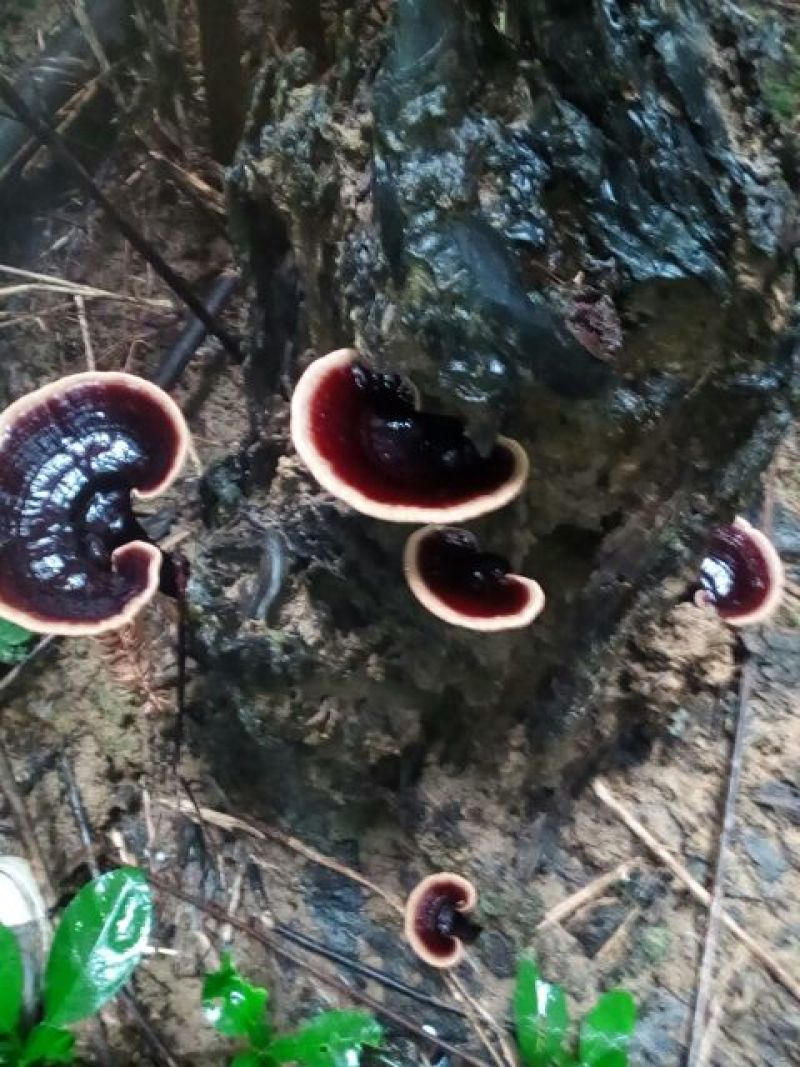 灵芝8~12公分