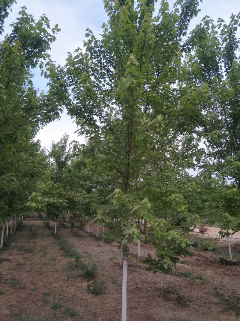 美国红枫10~19cm