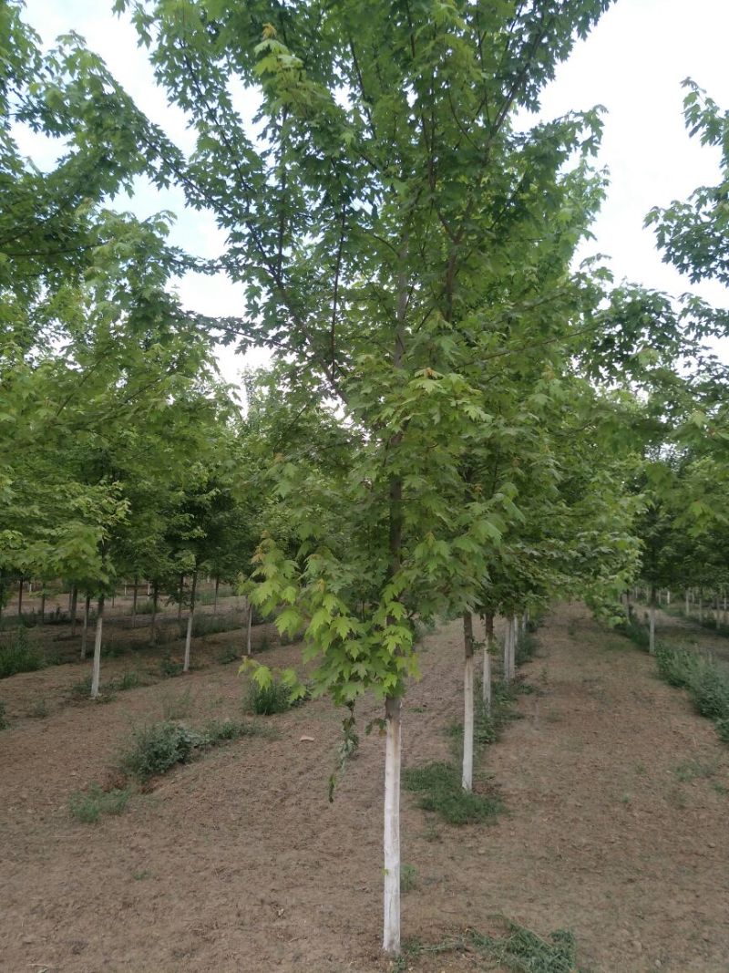 美国红枫10~19cm