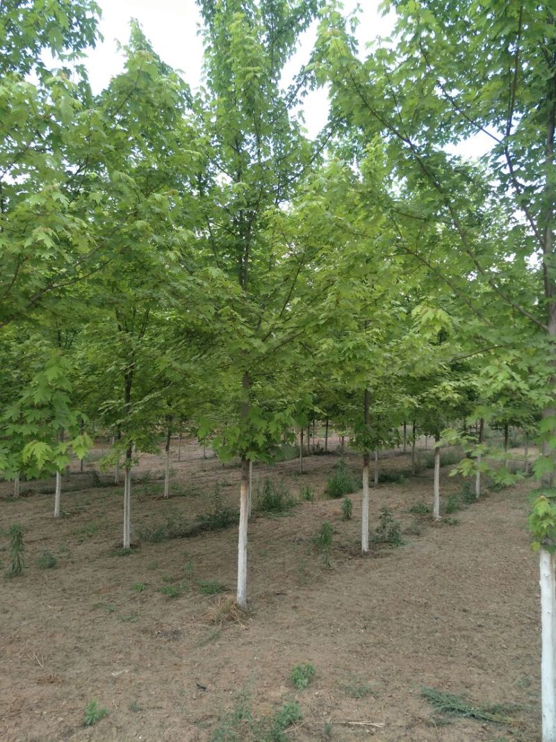 美国红枫10~19cm