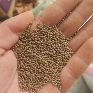 紫苏子批发零售中药材可打粉一手货源