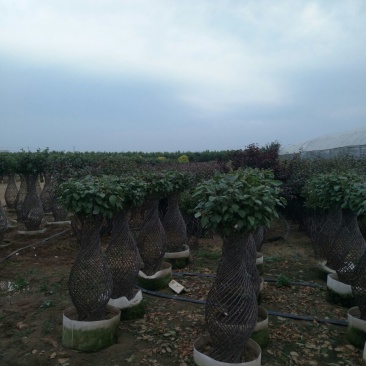 北美海棠12~14cm6~8cm6~8cm