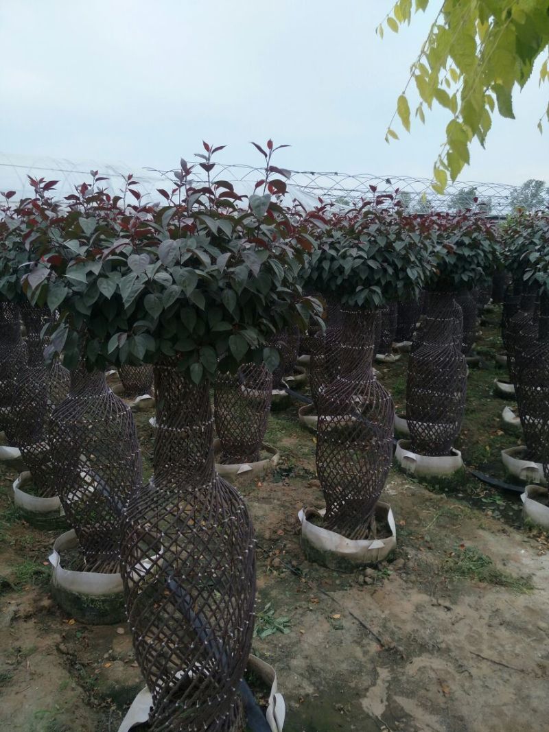 北美海棠12~14cm6~8cm6~8cm