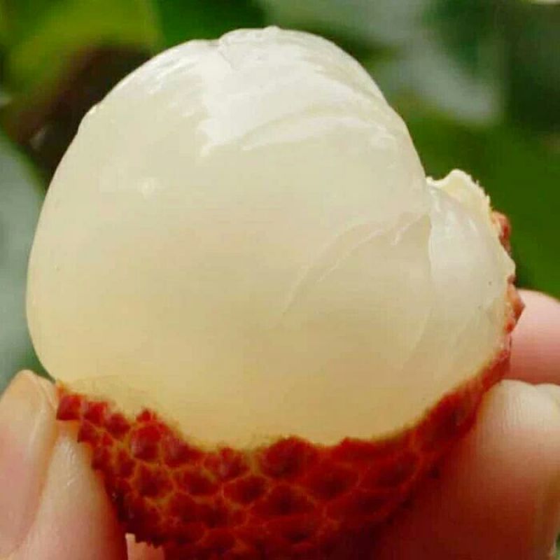 荔枝1.5~2cm