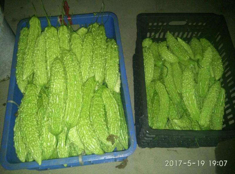 苦瓜5~6两
