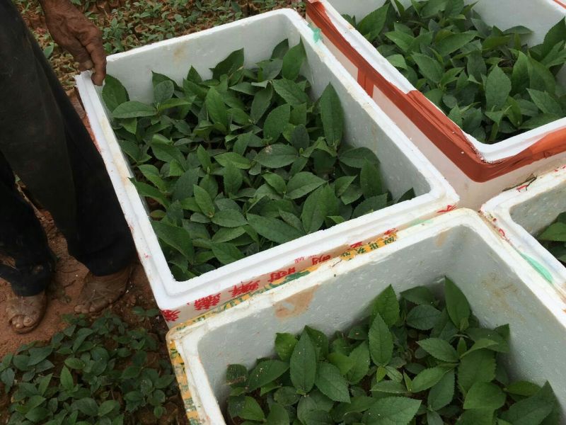 五指毛桃种苗