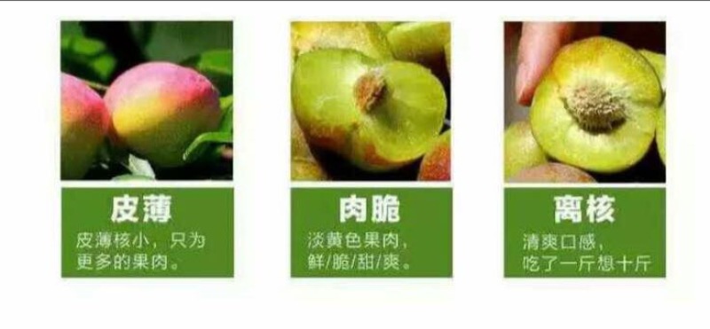 半边红李子