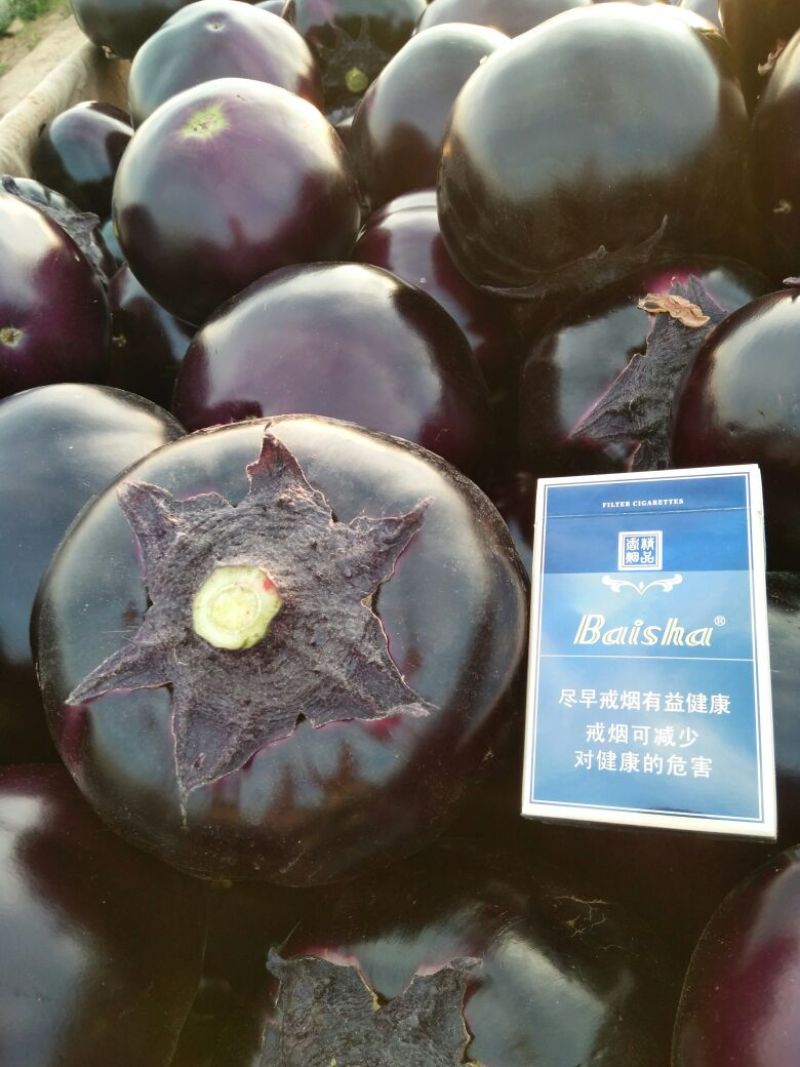茄子4两以上四季蔬菜四季供应包装齐全