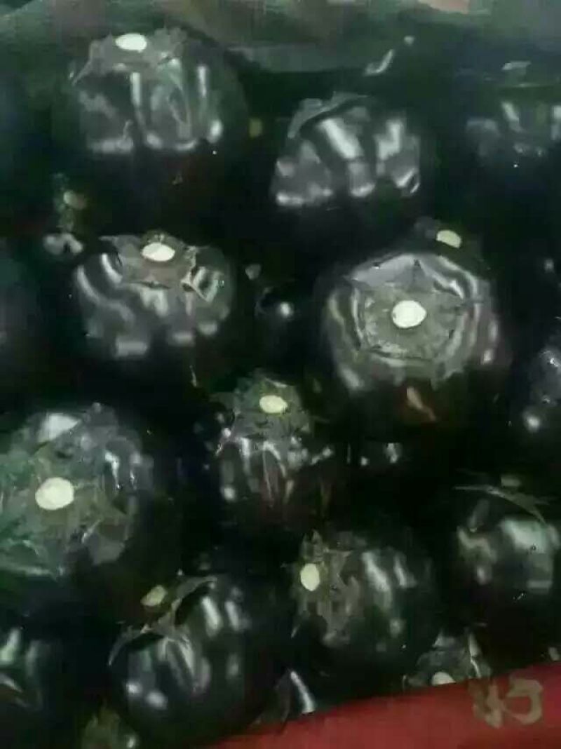 茄子4两以上四季蔬菜四季供应包装齐全