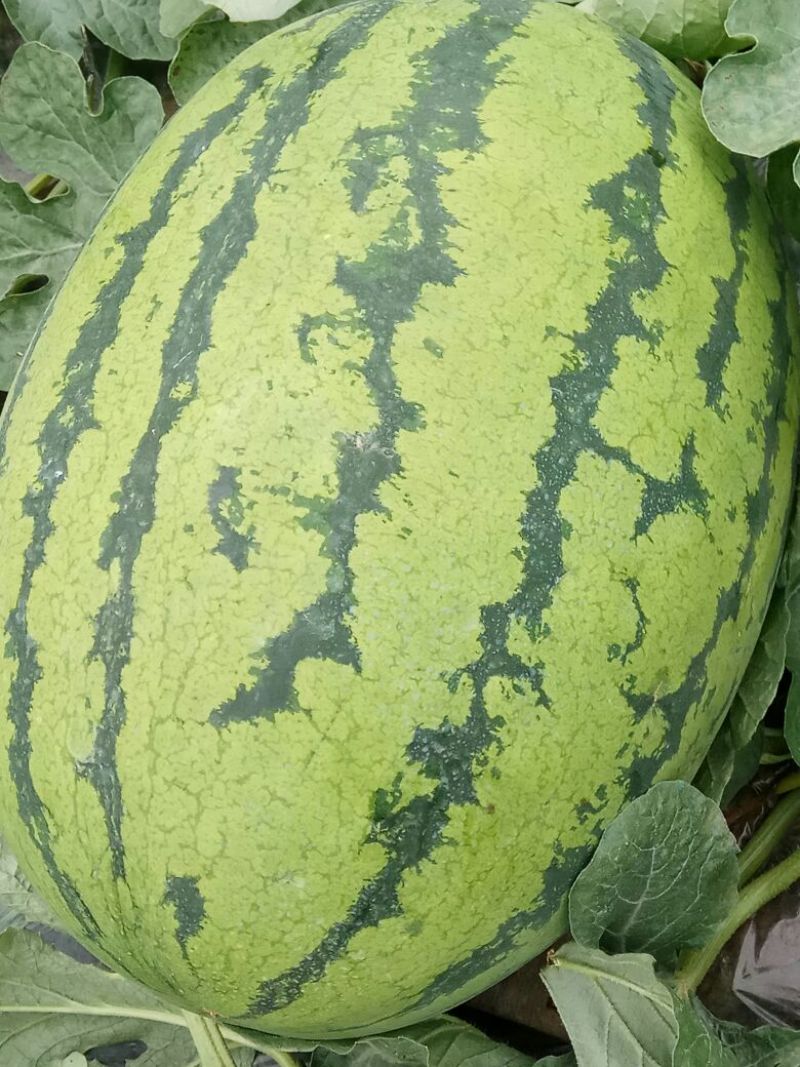 金城5号西瓜10斤打底8成熟1茬