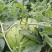 金城5号西瓜10斤打底8成熟1茬