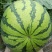 金城5号西瓜10斤打底8成熟1茬