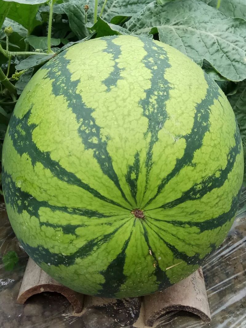 金城5号西瓜10斤打底8成熟1茬