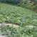 金城5号西瓜10斤打底8成熟1茬