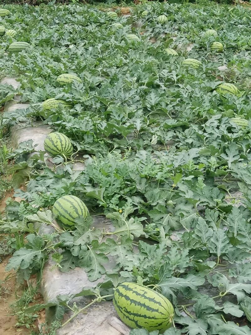 金城5号西瓜10斤打底8成熟1茬