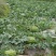 金城5号西瓜10斤打底8成熟1茬