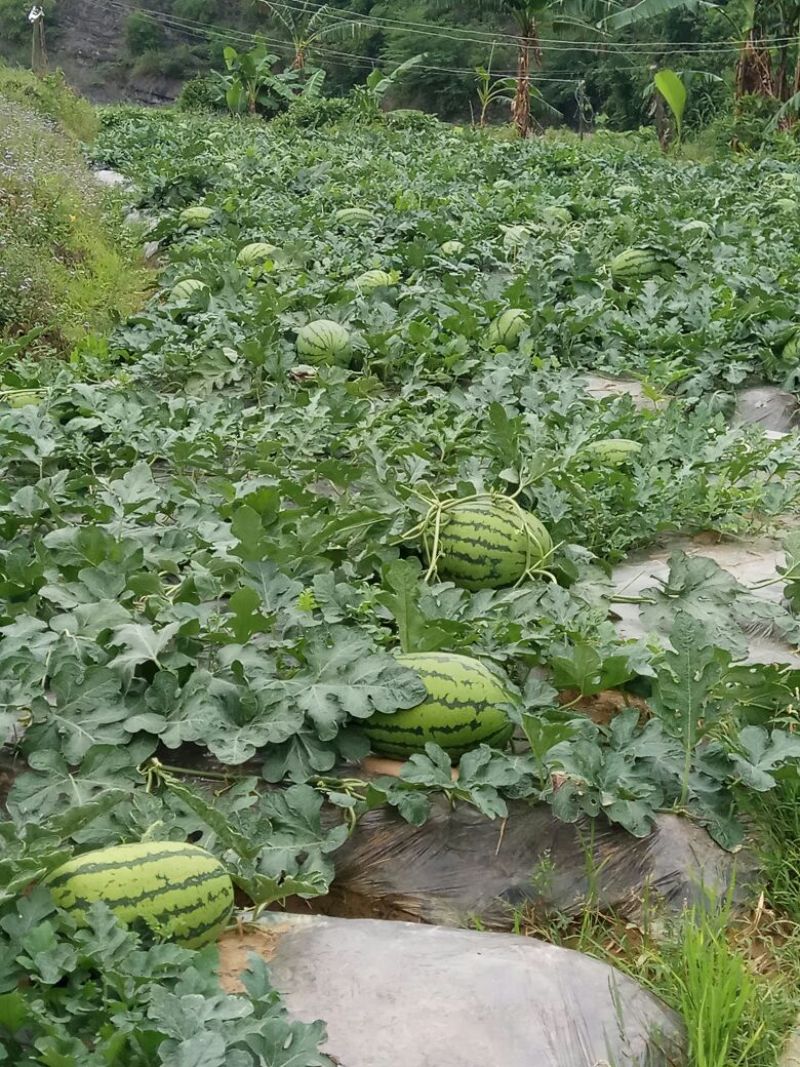 金城5号西瓜10斤打底8成熟1茬