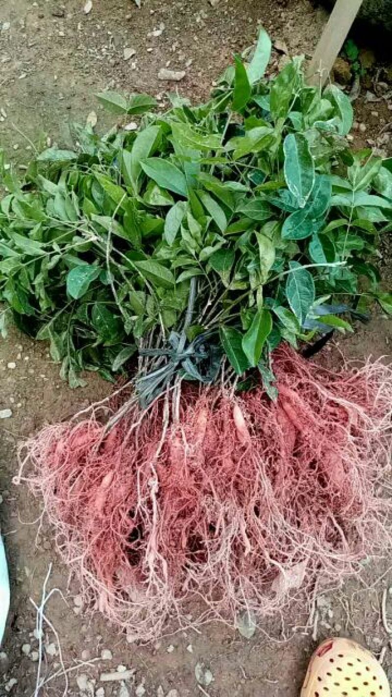 牛大力种苗30~45cm