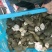 生态甲鱼甲鱼苗