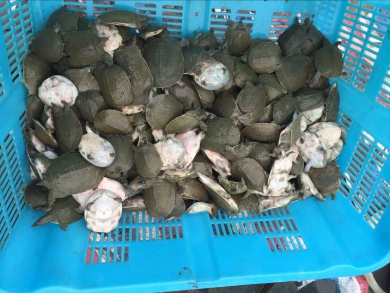 生态甲鱼甲鱼苗