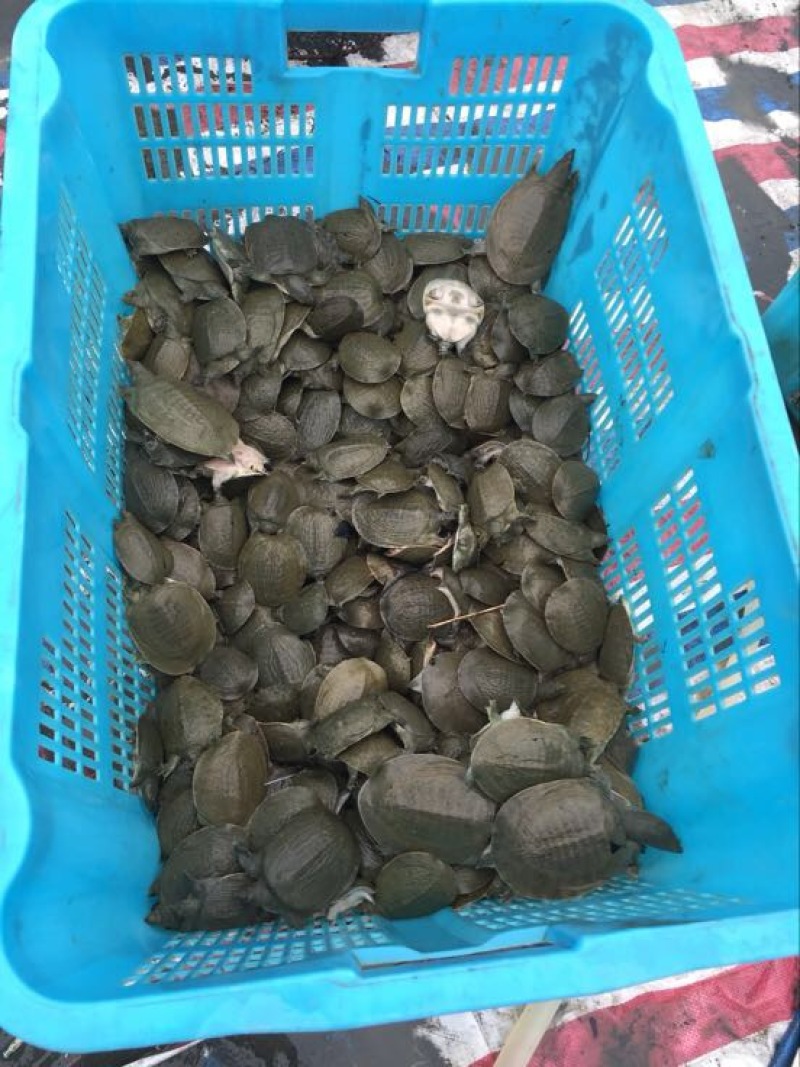 生态甲鱼甲鱼苗