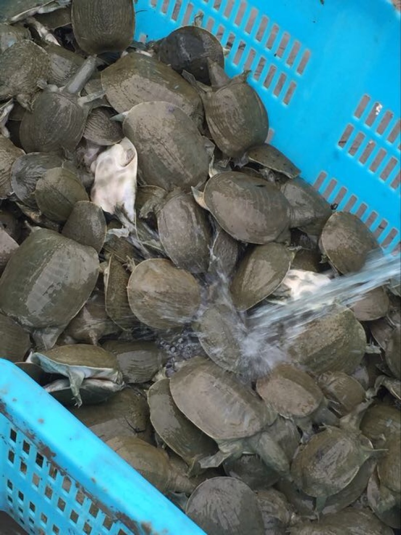 生态甲鱼甲鱼苗